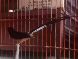 Murai batu Bahorok ekor 19