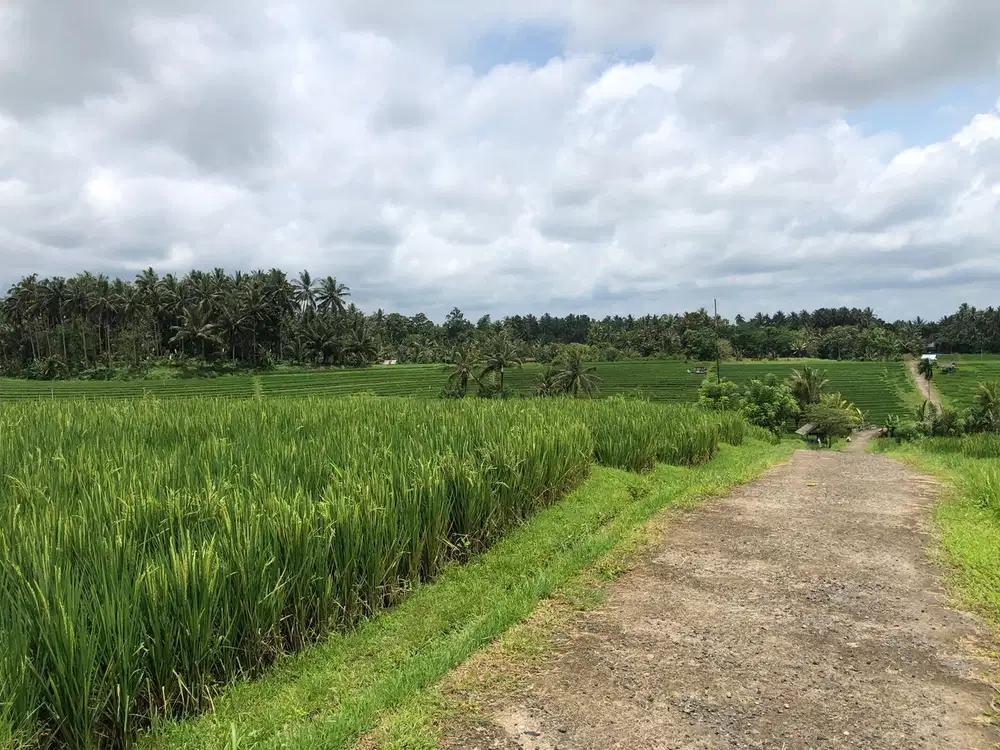 Dijual tanah Bajera selemadeg tabanan