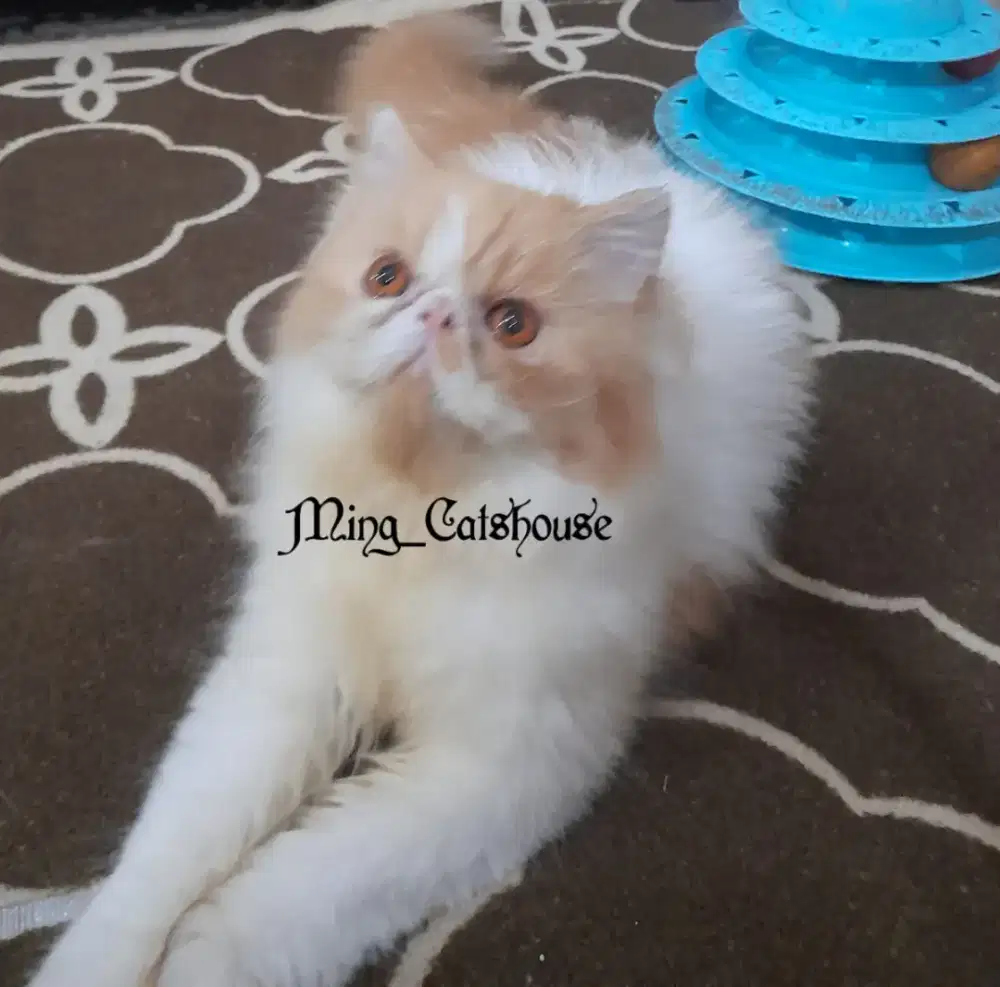 L.A Persia Peaknose Longhair