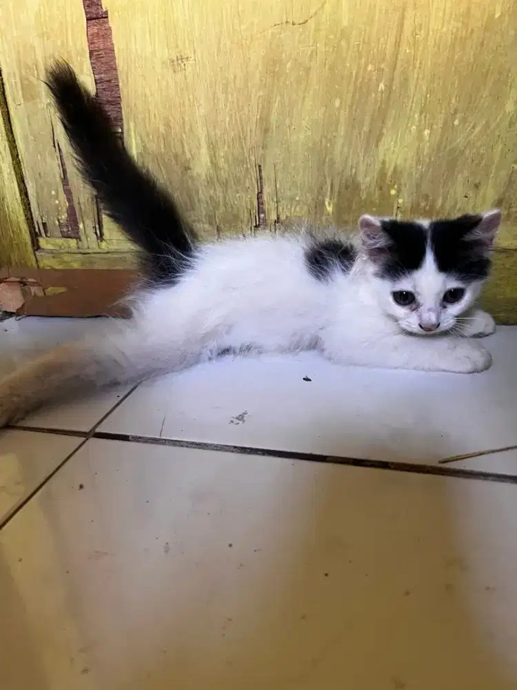 kitten persia mix anggora