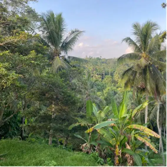 jual tanah kebun dekat pantai soka 45are