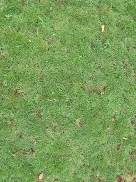 Rumput swis taman dekorasi