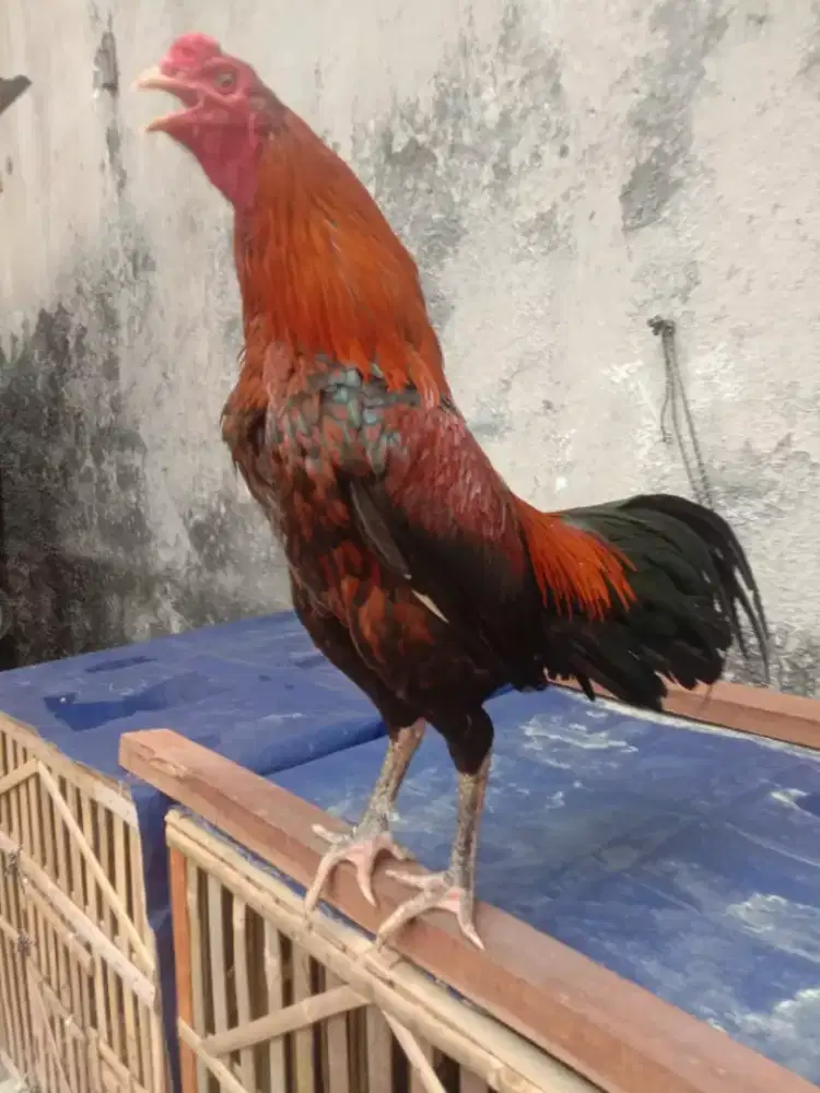Dijual aj ayam biang cetak