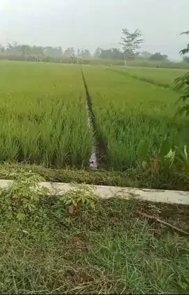 Dijual Sawah dekat rumah makan Mak Engking Minggir Sleman