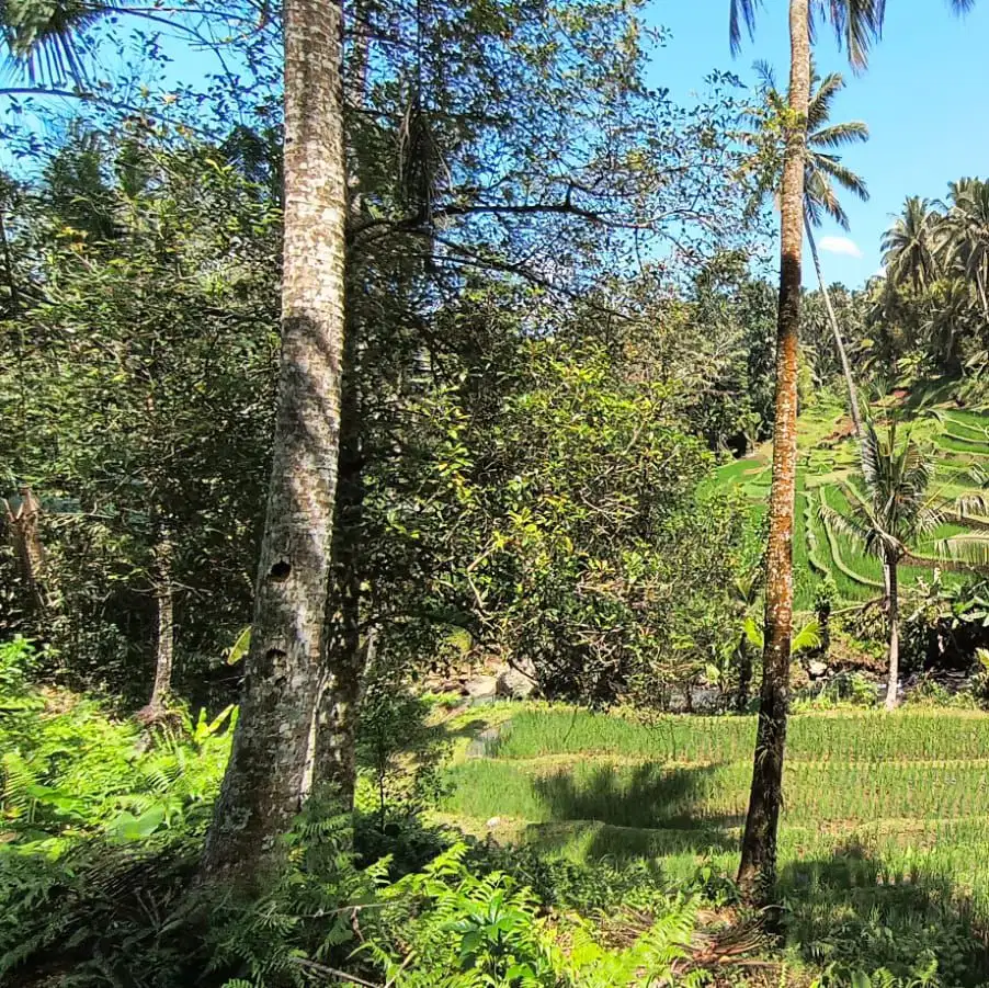 tanah kebun view sawah dan sungai di tabanan