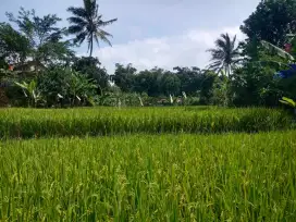 Jual sawah luas 2.300 meter