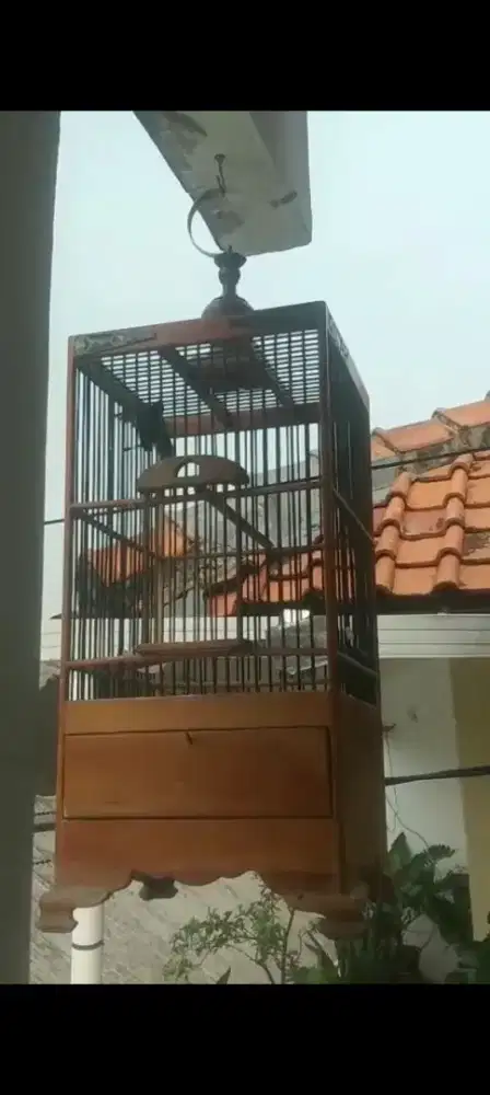 Konin trotol jahat