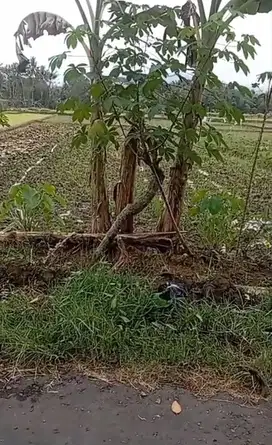 Dijual Sawah Murah di Timur Kantor Kecamatan Minggir Sleman