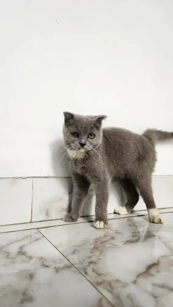 Kucing British Short Hair