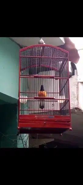 Murai borneo panuan