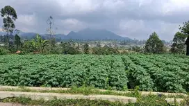 JUAL CEPAT TANAH STRATEGIS CIWIDEY HARGA TERJANGKAU