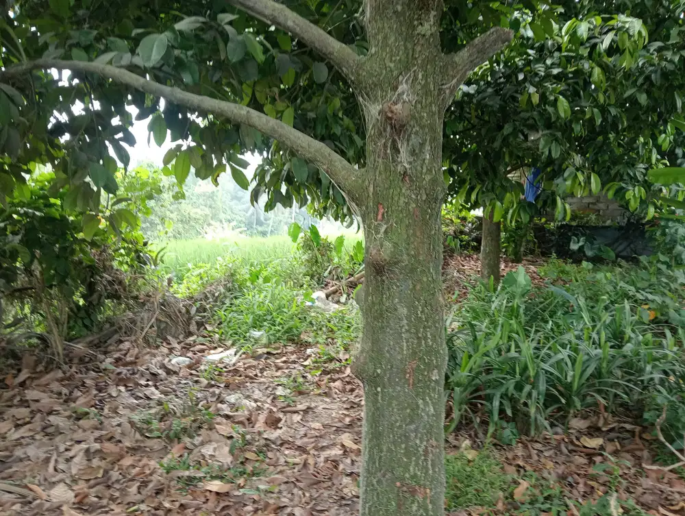 Dijual tanah kebun view laut dan sawah terasering di selemadeg barat