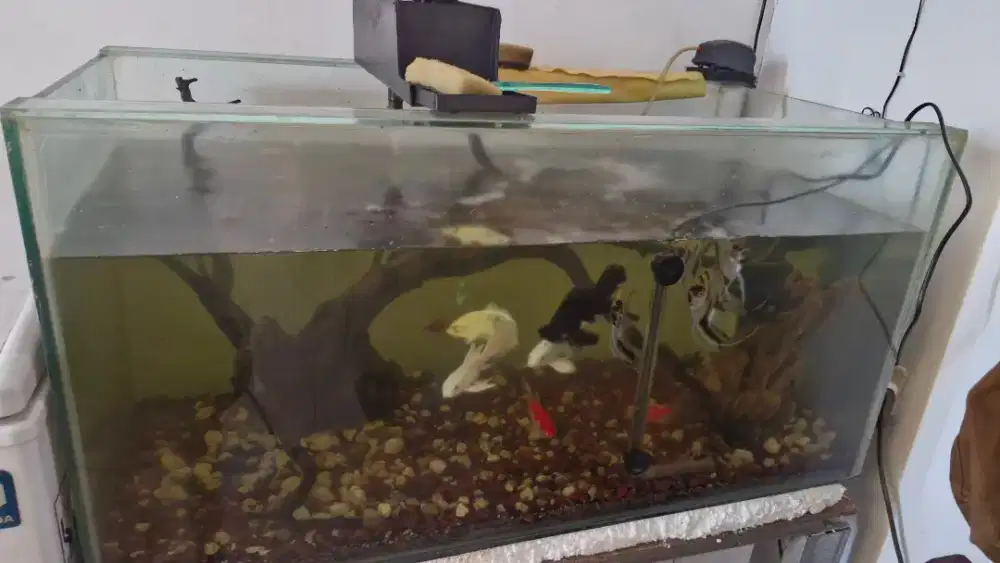 JUAL AQUARIUM FULL SET