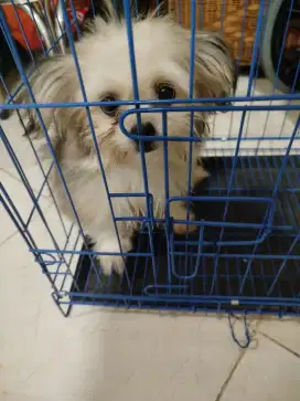Jual Puppy Maltese Mix Shihtzu Betina Usia 3,5 Bulan