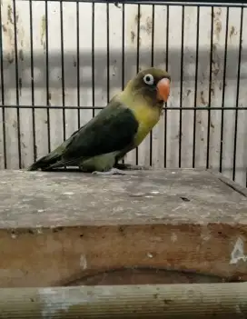 Lovebird pb moufe janda