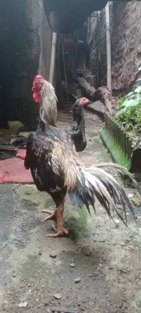 Jual cepat ayam bngkok birma ori f1 trah infort