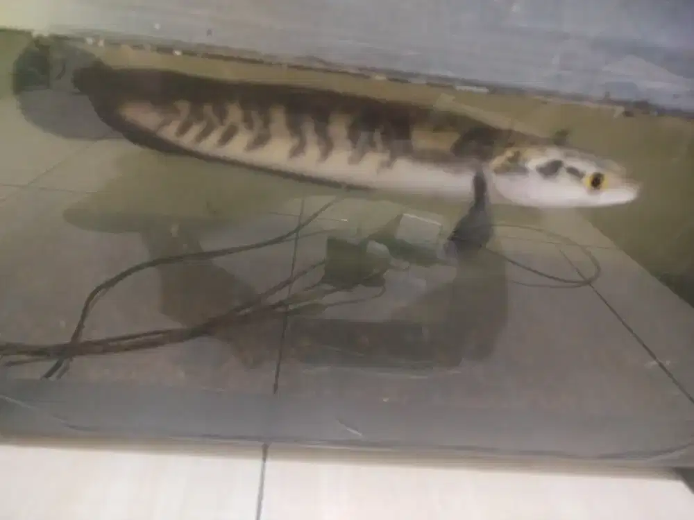 Jual Ikan Chana Maru boss 37 cm