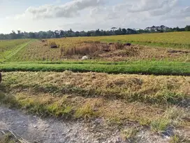 Tanah yeh Gangga tabanan