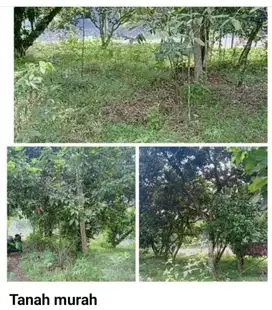 dijual tanah Rumpin dkt BSD.