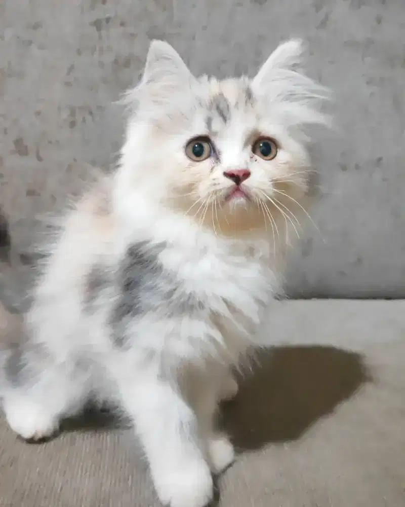 Ready kucing Persia anggora
