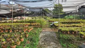 Lahan cocok utk Cluster kecil 30x100 di Bintaro Jaya Tangerang selatan