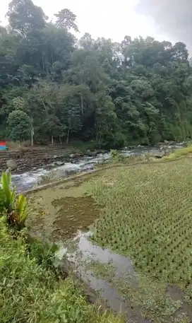 Dijual sawah dipinggir jalan provinsi Ciwidey dan pinggir sungai