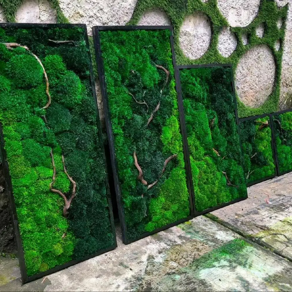 Mosswall / lumut abadi
