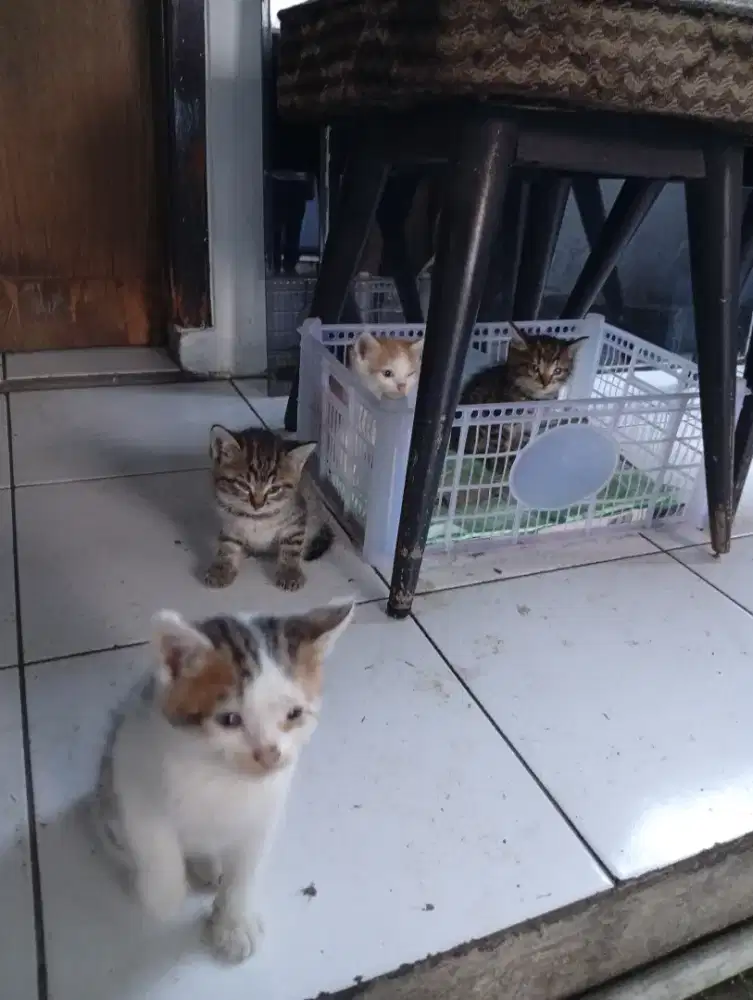 4 kitten domestik