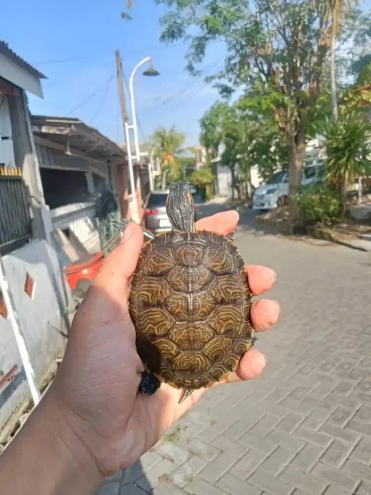 Kura kura yellow belly