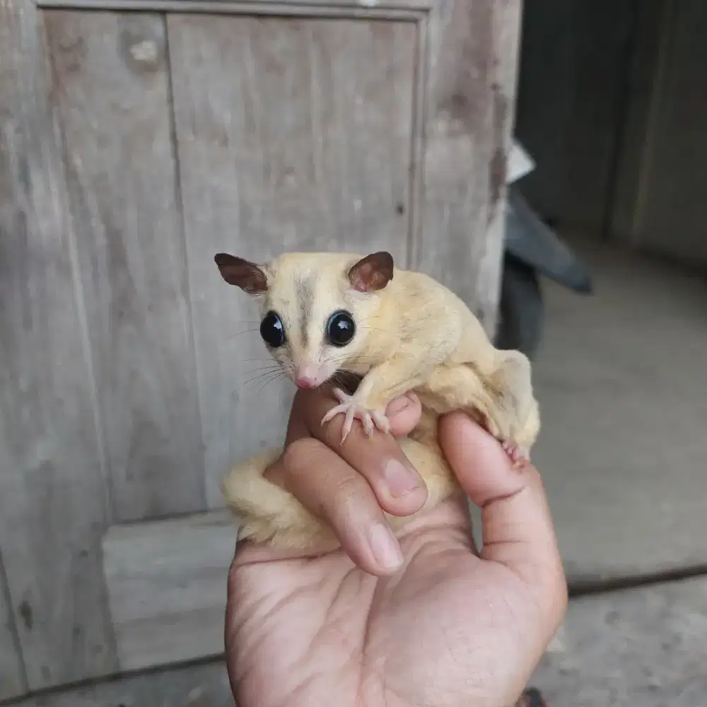 Sugar glider leu betina