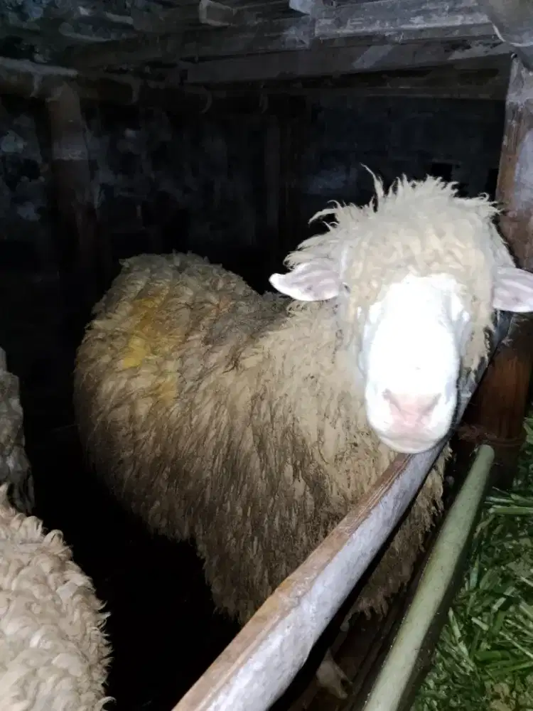 Hewan ternak kambing