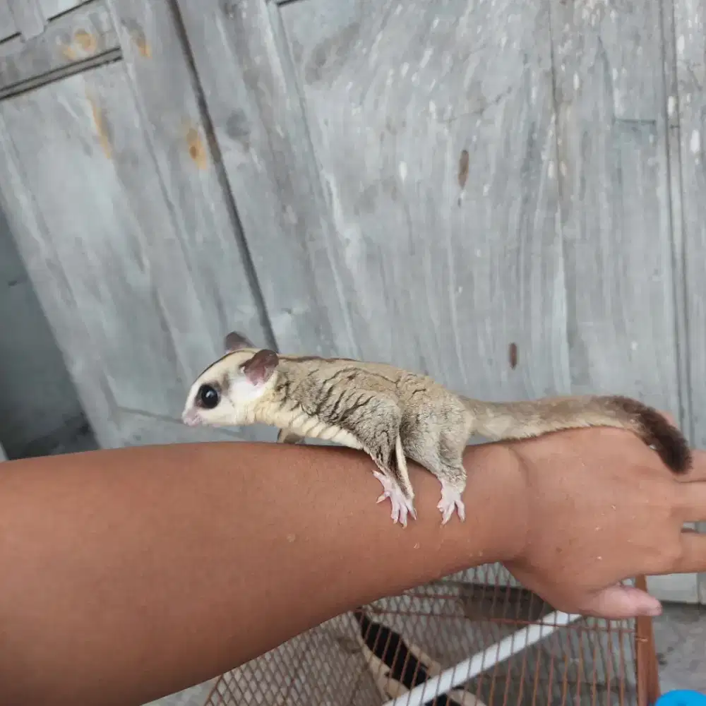 Sugar glider wf betina