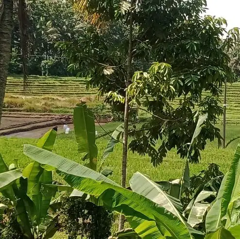 Di jual kebun murah di selemadeg timur tabanan
