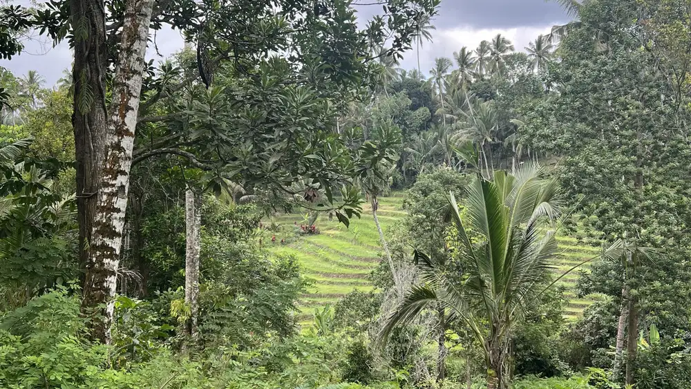 Kebun produktif view sawah dan sungai di tabanan