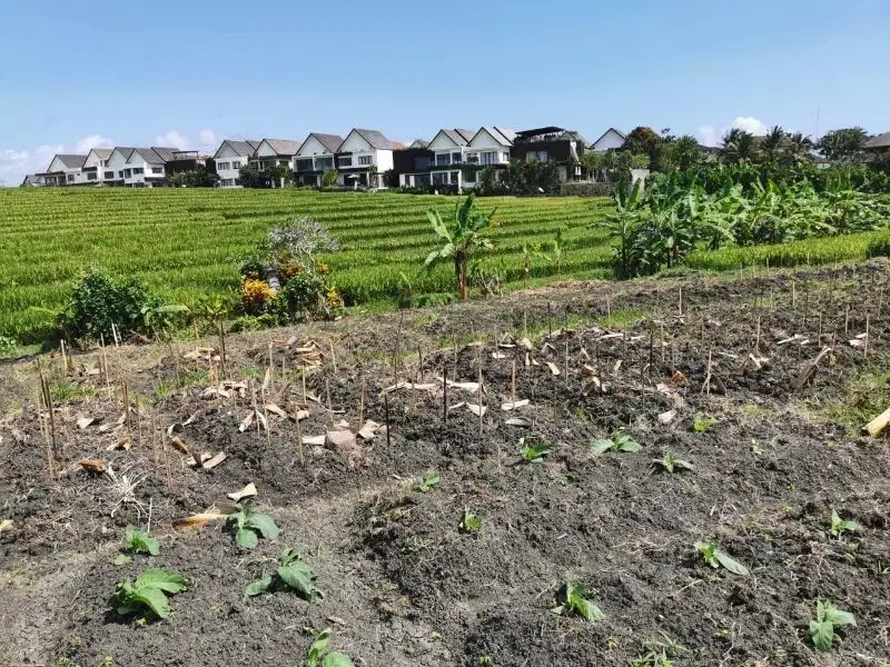 Tanah cemagi Badung bali