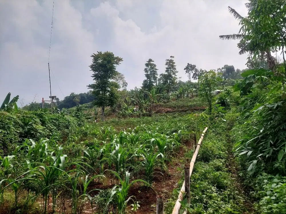 Tanah kebun 1 Ha,masuk mobil, murah cikubang