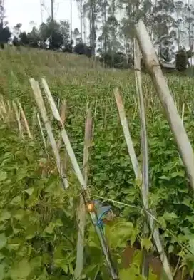 Tanah 1,5 Ha, Kebun subur PANGALENGAN Bandung