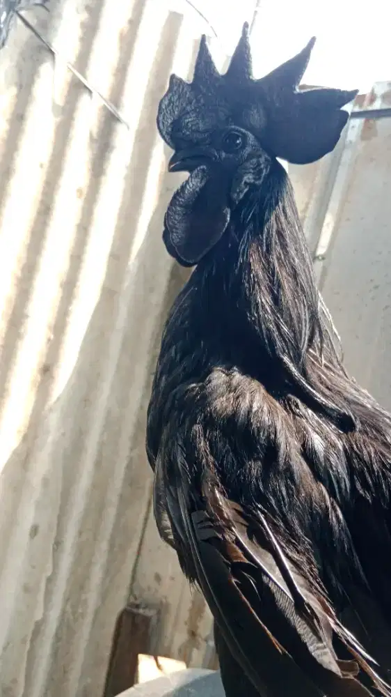 Ayam Cemani Jantan LH