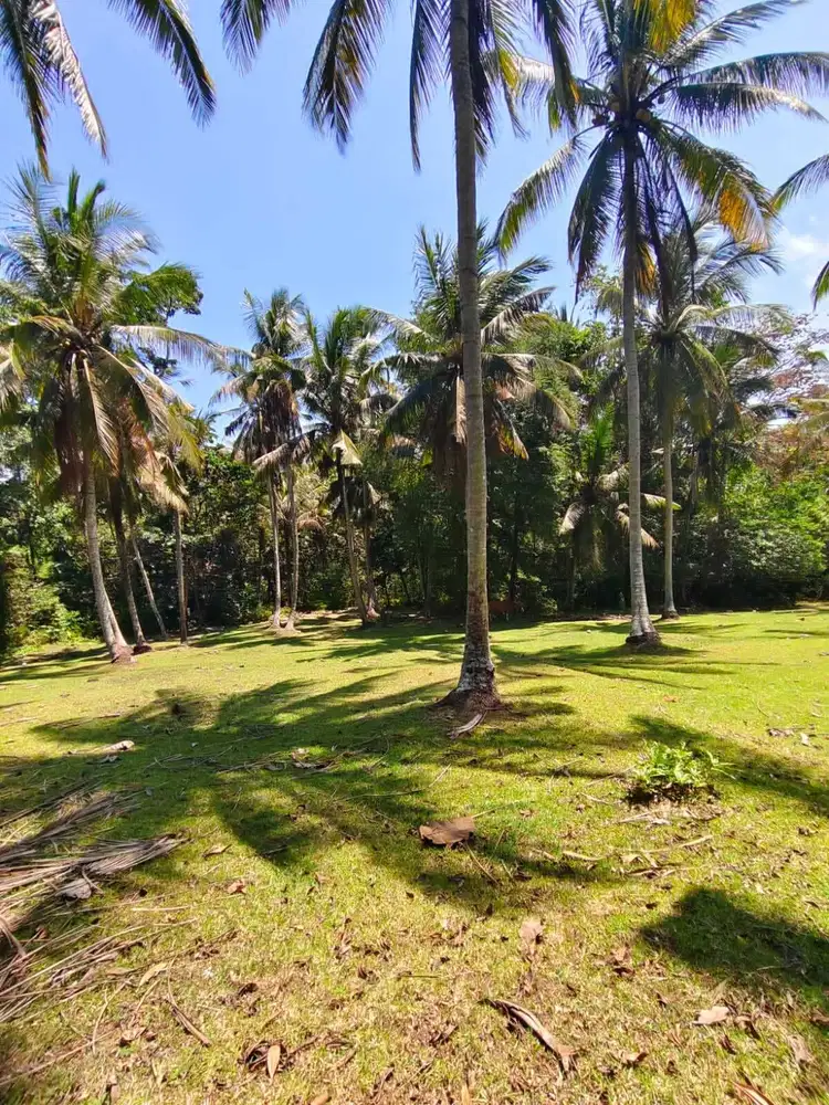 dijual tanah komersil selemadeg dekat pantai soka tabanan