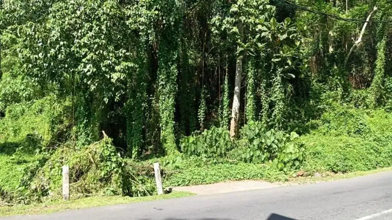 Tanah Premium Dekat Maya Resort Ubud
