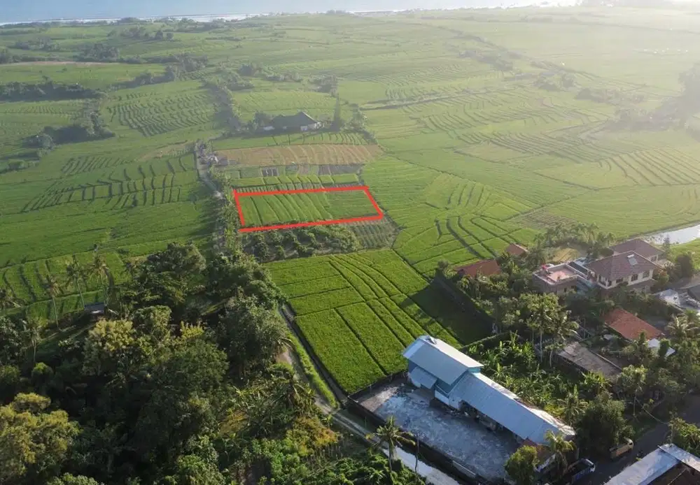 Tanah pasut Tibubiyu Kerambitan Tabanan