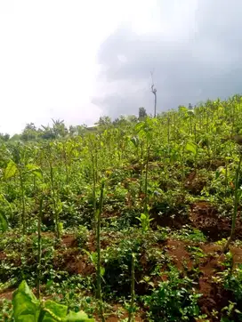 Tanah kebun 1 Ha, Tegal Manggung murah msk mobil
