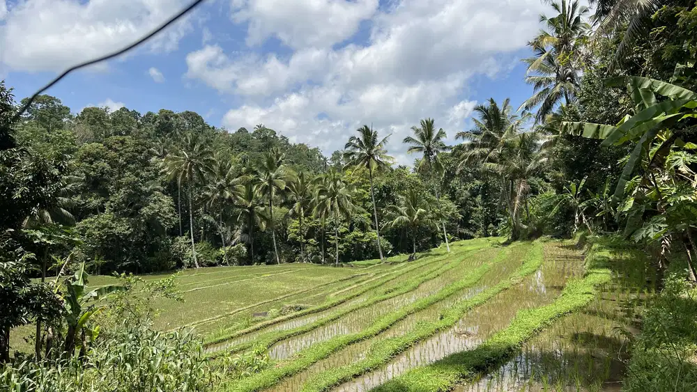 Tanah zona kuning view abadi sawah dan gunung di tabanan bali