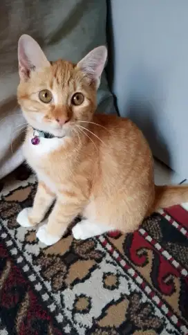Kucing mixdom umur 7bulan