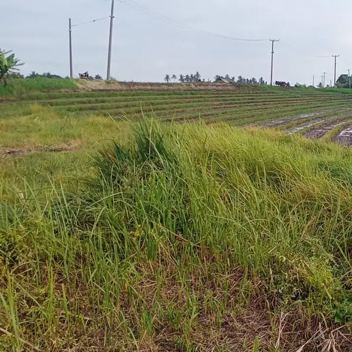 Di jual tanah view sawah , gunung dan laut di tabanan