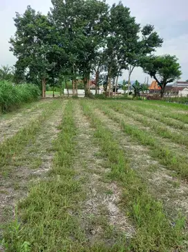 Dijual Tanah Sawah Berbah Pinggir Jalan Besar Kalitirto Berbah