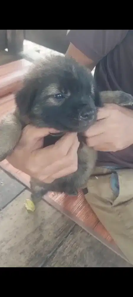 Anakan golden retriever mis malinois