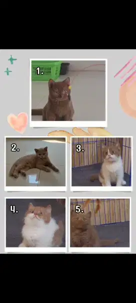 British Shorthair BSH