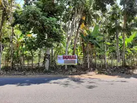 Dijual Tanah Kebun Strategis Di 0 Jl. Lingkar Ketapang - Banyuwangi