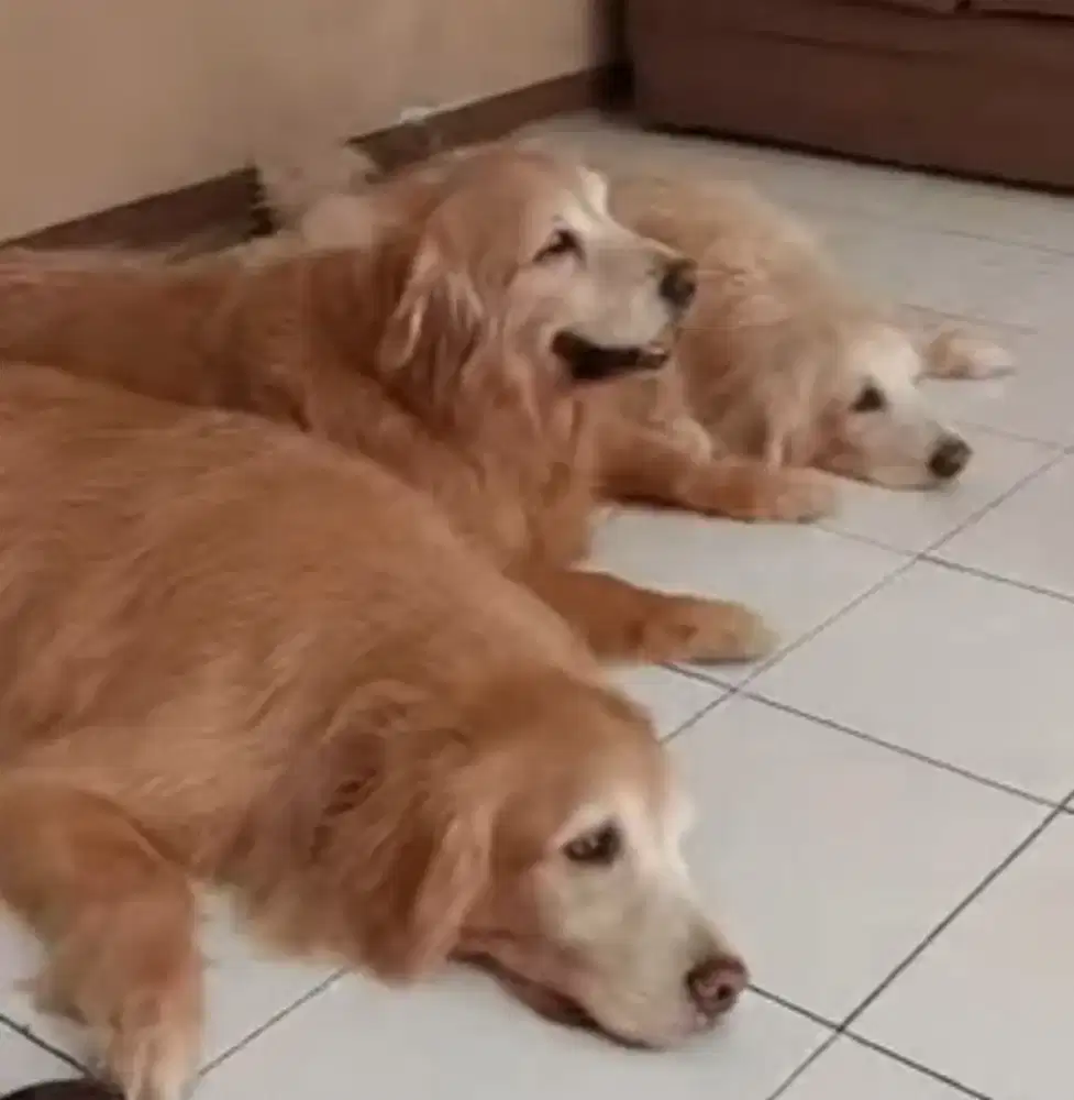 Golden retriever jantan